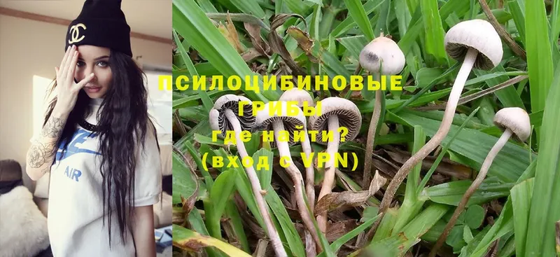 Галлюциногенные грибы Psilocybe  закладка  Кумертау 